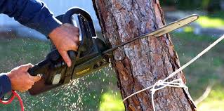 Best Emergency Tree Removal  in Camden, SC