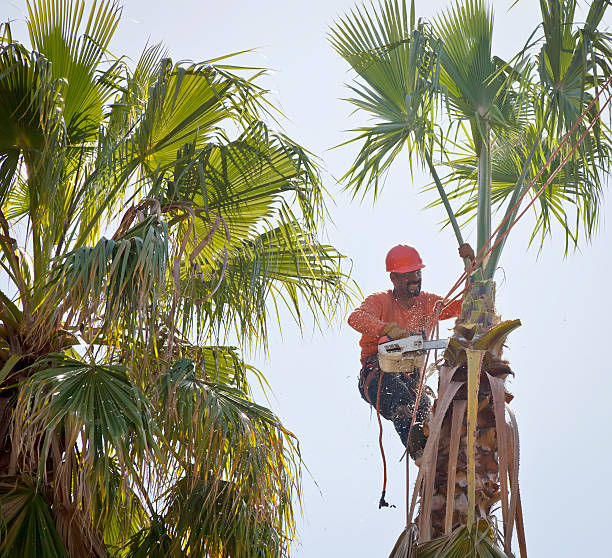 Best Hazardous Tree Removal  in Camden, SC